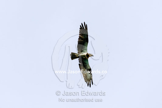 An Eastern Osprey soaring through the sky on thermals from the desert coastline. Slug Island, Buccaneer Archipelago, Kimberley Coast, Western Australia, Australia.