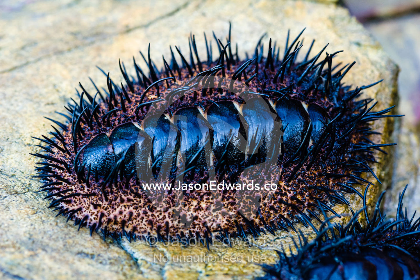 A Chiton, Acanthopleura spinosa, clinging to a rock at low tide. Slug Island, Buccaneer Archipelago, Kimberley Coast, Western Australia, Australia.