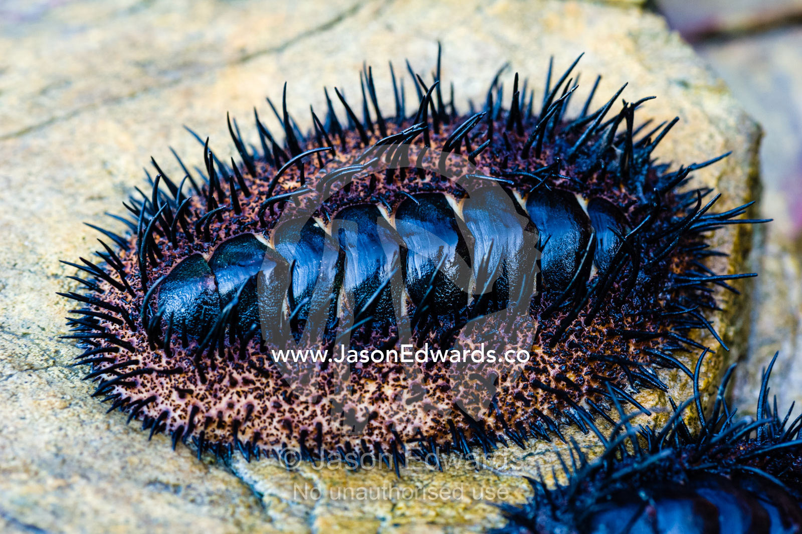 A Chiton, Acanthopleura spinosa, clinging to a rock at low tide. Slug Island, Buccaneer Archipelago, Kimberley Coast, Western Australia, Australia.
