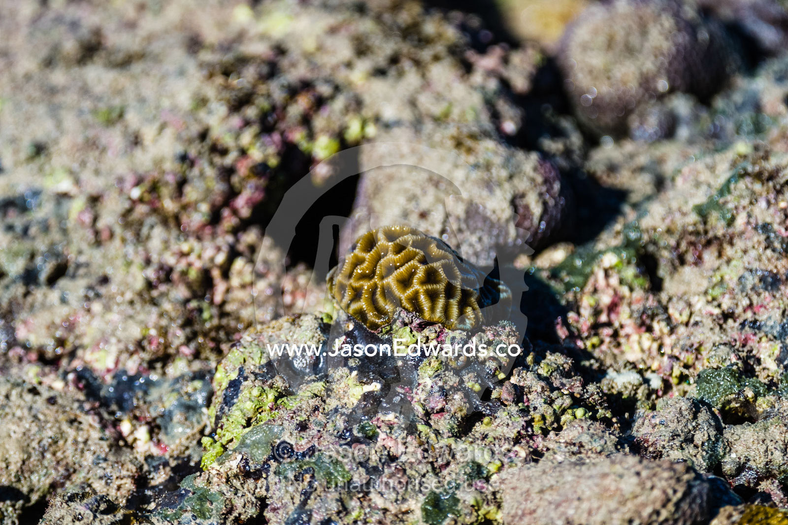 A small boulder coral forming on a reef exposed at low tide. Montgomery Reef, Camden Sound, Kimberley Coast, Western Australia, Australia.