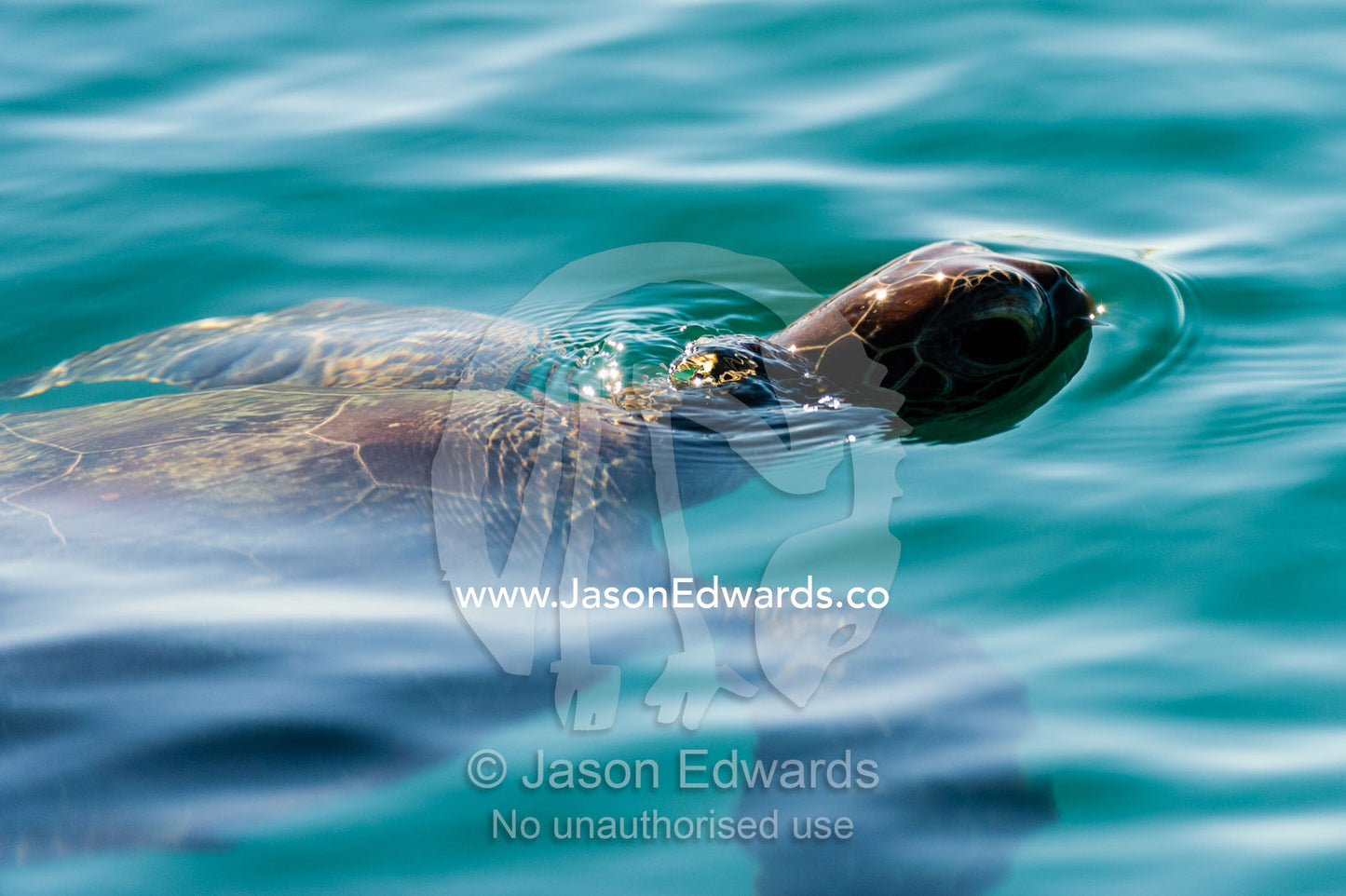 A Green Turtle surfaces to breathenear a reef. Montgomery Reef, Camden Sound, Kimberley Coast, Western Australia, Australia.