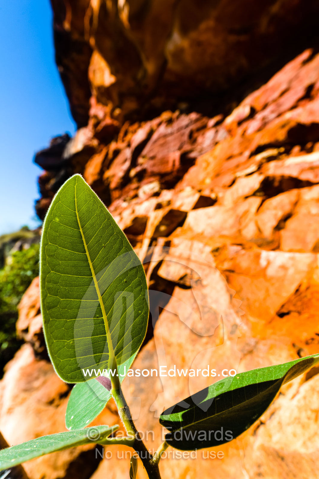 The veined leaf of a Rock Fig growing from an ochre sandstone cliff. Raft Point, Doubtful Bay, Buccaneer Archipelago, Kimberley Coast, Western Australia, Australia.