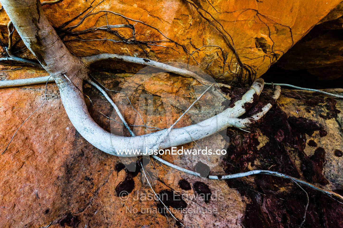 The powerful roots of a Rock Fig clinging to a desert cliff. Raft Point, Doubtful Bay, Buccaneer Archipelago, Kimberley Coast, Western Australia, Australia.