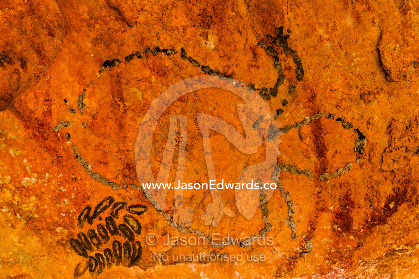 An ancient Aboriginal bees wax turtle on the ceiling of a sandstone cave. Raft Point, Doubtful Bay, Buccaneer Archipelago, Kimberley Coast, Western Australia, Australia.