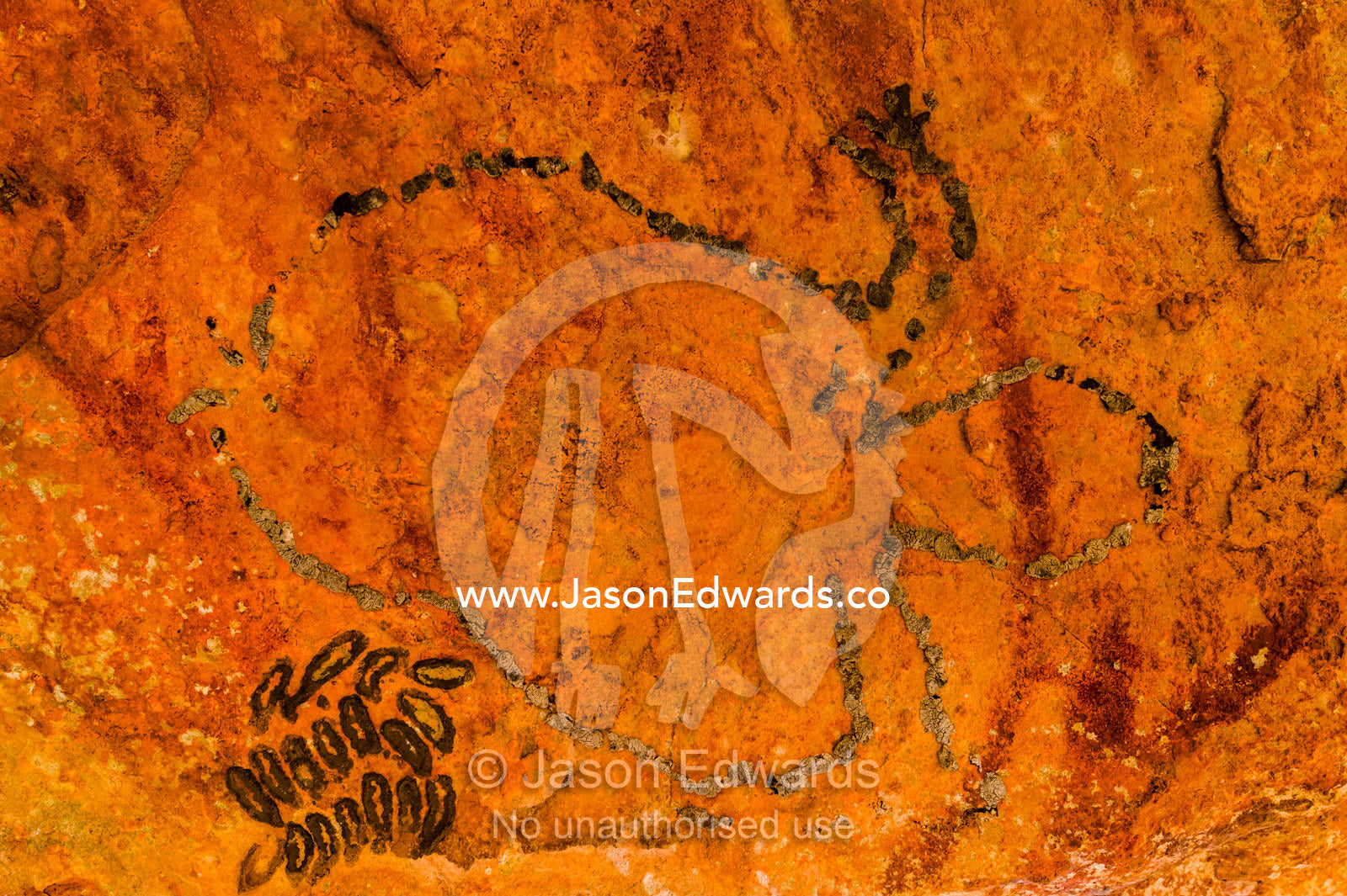 An ancient Aboriginal bees wax turtle on the ceiling of a sandstone cave. Raft Point, Doubtful Bay, Buccaneer Archipelago, Kimberley Coast, Western Australia, Australia.