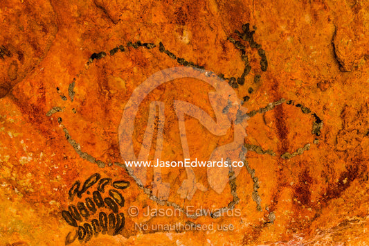 An ancient Aboriginal bees wax turtle on the ceiling of a sandstone cave. Raft Point, Doubtful Bay, Buccaneer Archipelago, Kimberley Coast, Western Australia, Australia.