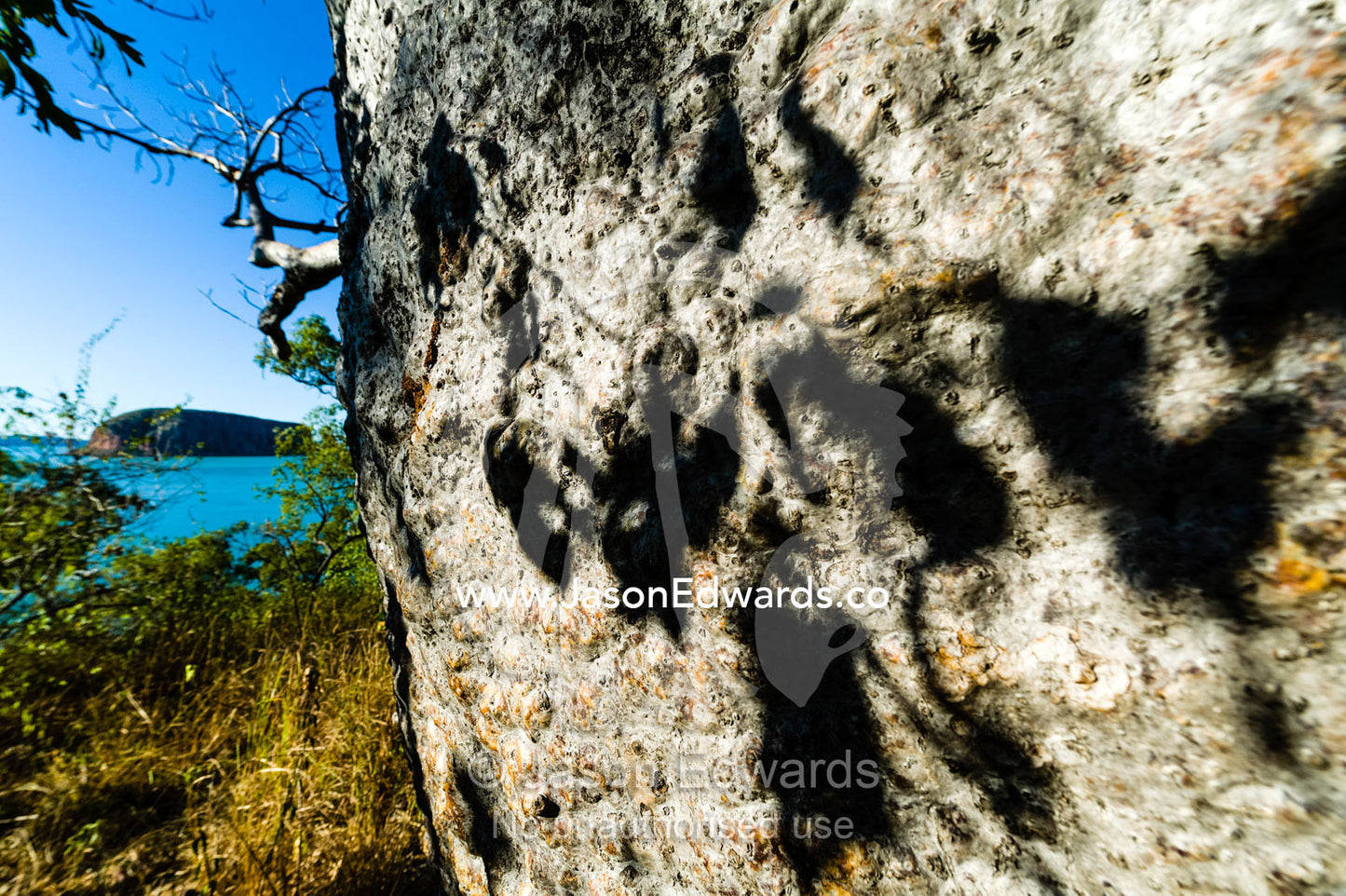 Leaf shadows on the trunk of a baobab tree overlooking the ocean. Raft Point, Doubtful Bay, Buccaneer Archipelago, Kimberley Coast, Western Australia, Australia.
