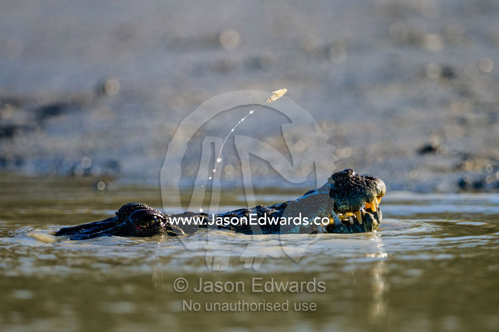 A shrimp leaps over a Saltwater Crocodile hunting fish in the shallows. Porosus Creek, Hunter River, Kimberley Coast, Western Australia, Australia.