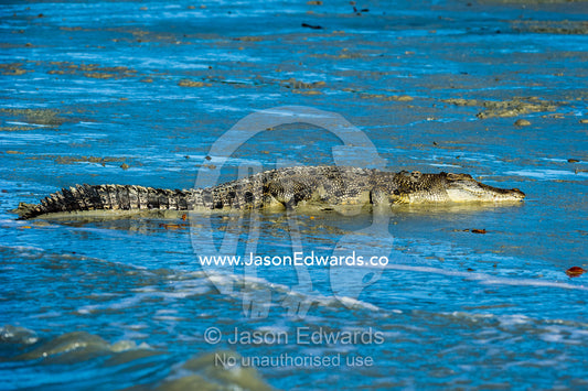 A Saltwater Crocodile sun basking on a mangrove mud flat at low tide. Porosus Creek, Hunter River, Kimberley Coast, Western Australia, Australia.
