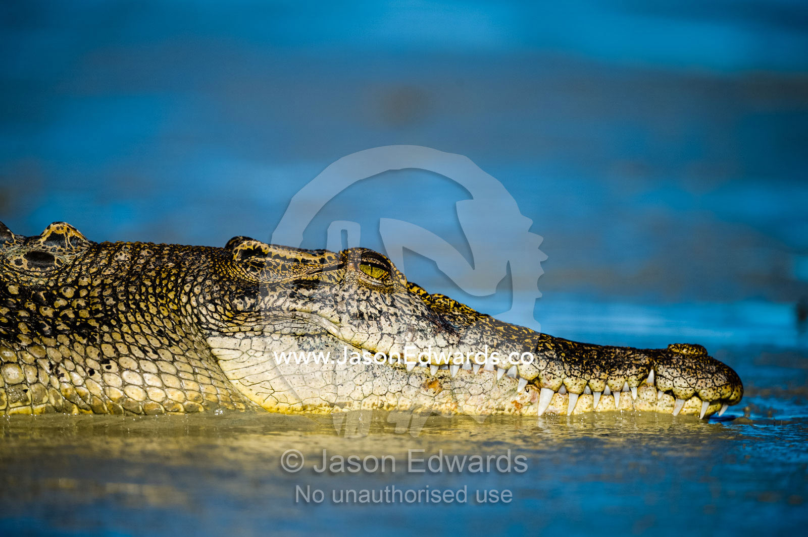 The head and jaws of a Saltwater Crocodile sun basking on a mangrove mud flat at low tide. Porosus Creek, Hunter River, Kimberley Coast, Western Australia, Australia.
