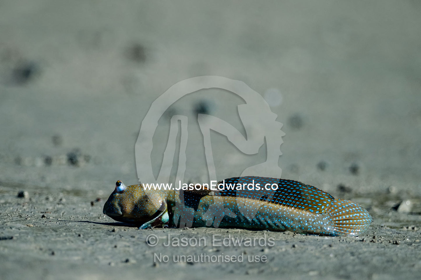 A Bluespotted Mudskipper displaying it's dorsal fin on a mangrove mud flat at low tide. Porosus Creek, Hunter River, Kimberley Coast, Western Australia, Australia.