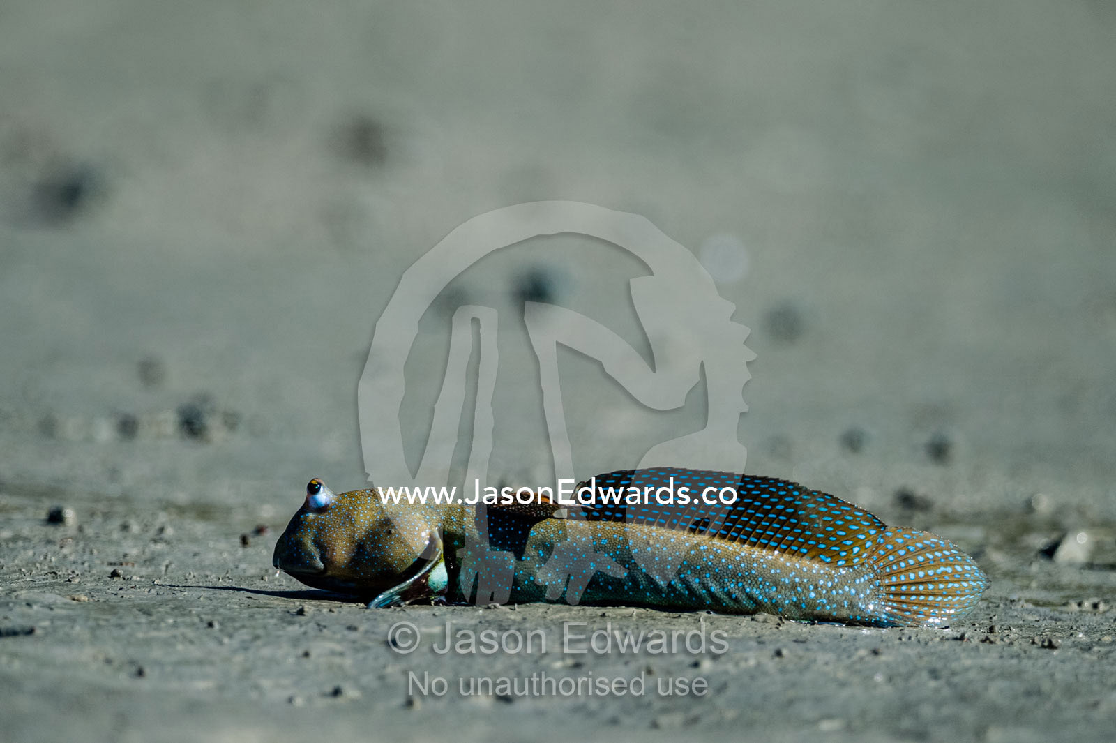 A Bluespotted Mudskipper displaying it's dorsal fin on a mangrove mud flat at low tide. Porosus Creek, Hunter River, Kimberley Coast, Western Australia, Australia.