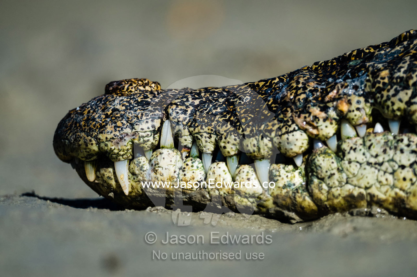 The powerful jaws and teeth of a Saltwater Crocodile sun basking on the mud at low tide. Porosus Creek, Hunter River, Kimberley Coast, Western Australia, Australia.