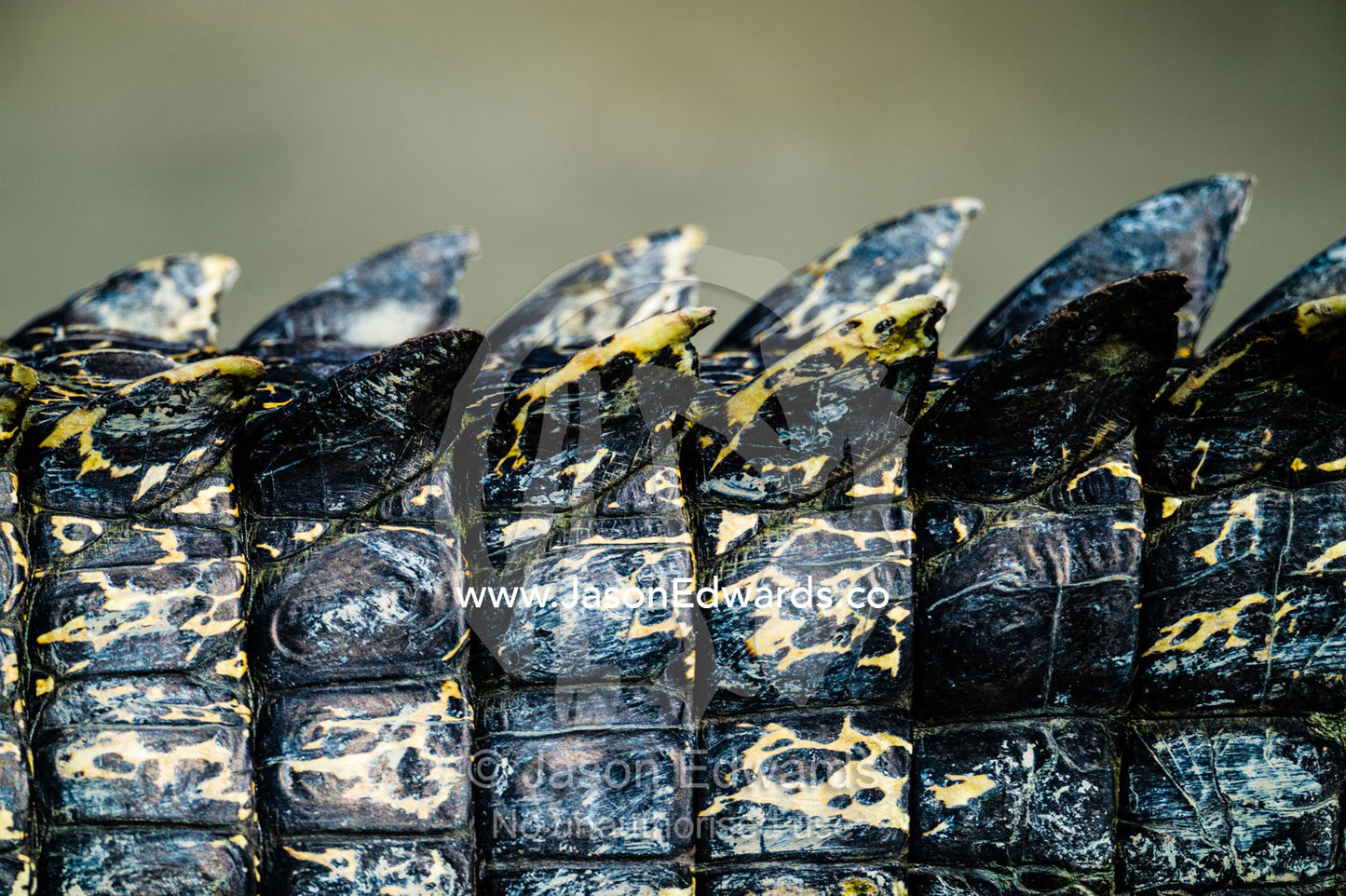 The tail scutes and scales of a Saltwater Crocodile. Porosus Creek, Hunter River, Kimberley Coast, Western Australia, Australia.