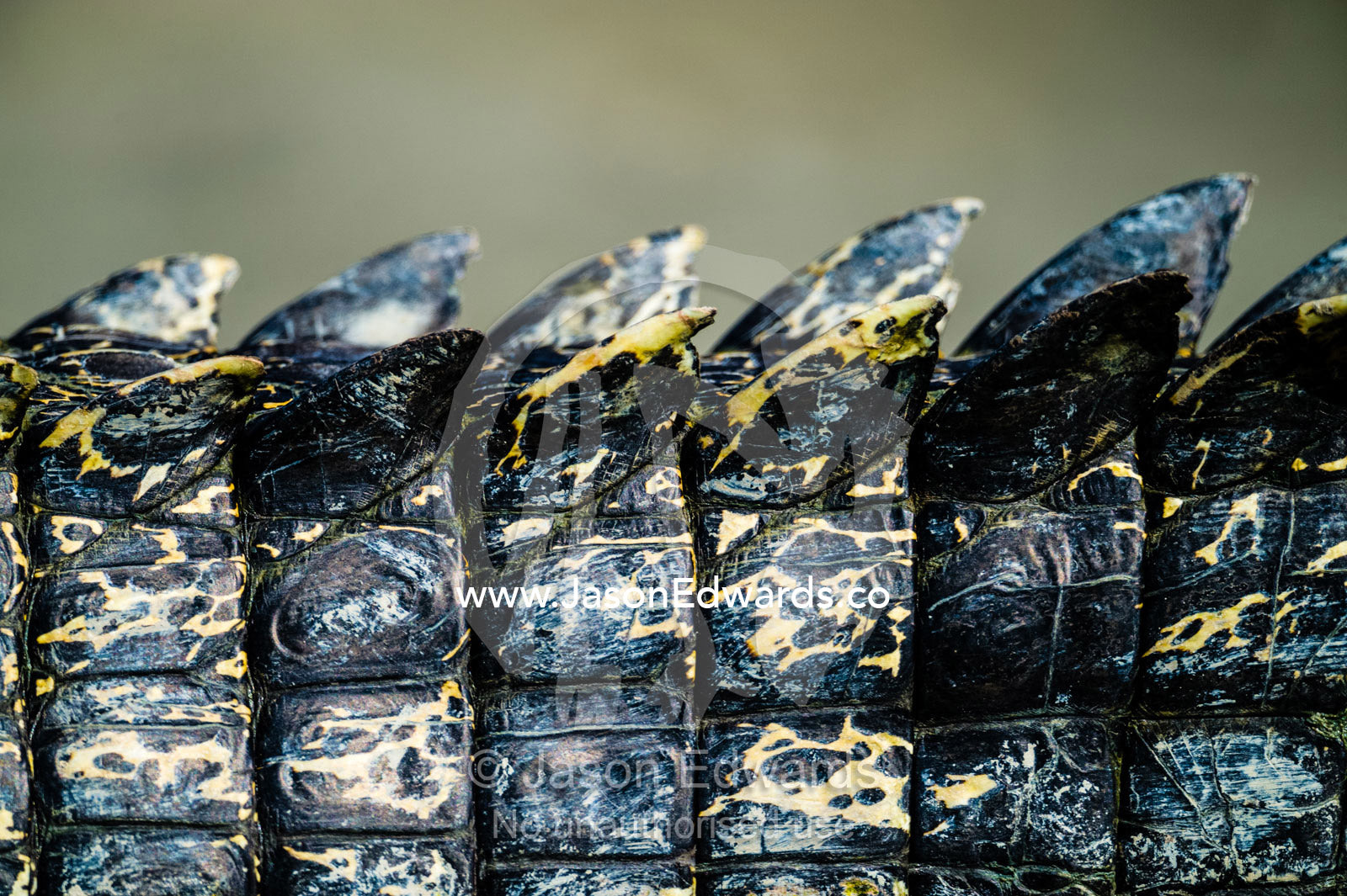 The tail scutes and scales of a Saltwater Crocodile. Porosus Creek, Hunter River, Kimberley Coast, Western Australia, Australia.