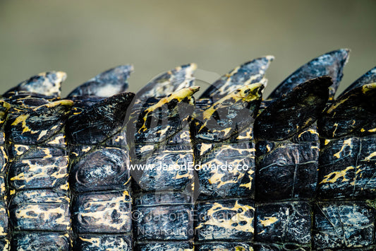 The tail scutes and scales of a Saltwater Crocodile. Porosus Creek, Hunter River, Kimberley Coast, Western Australia, Australia.