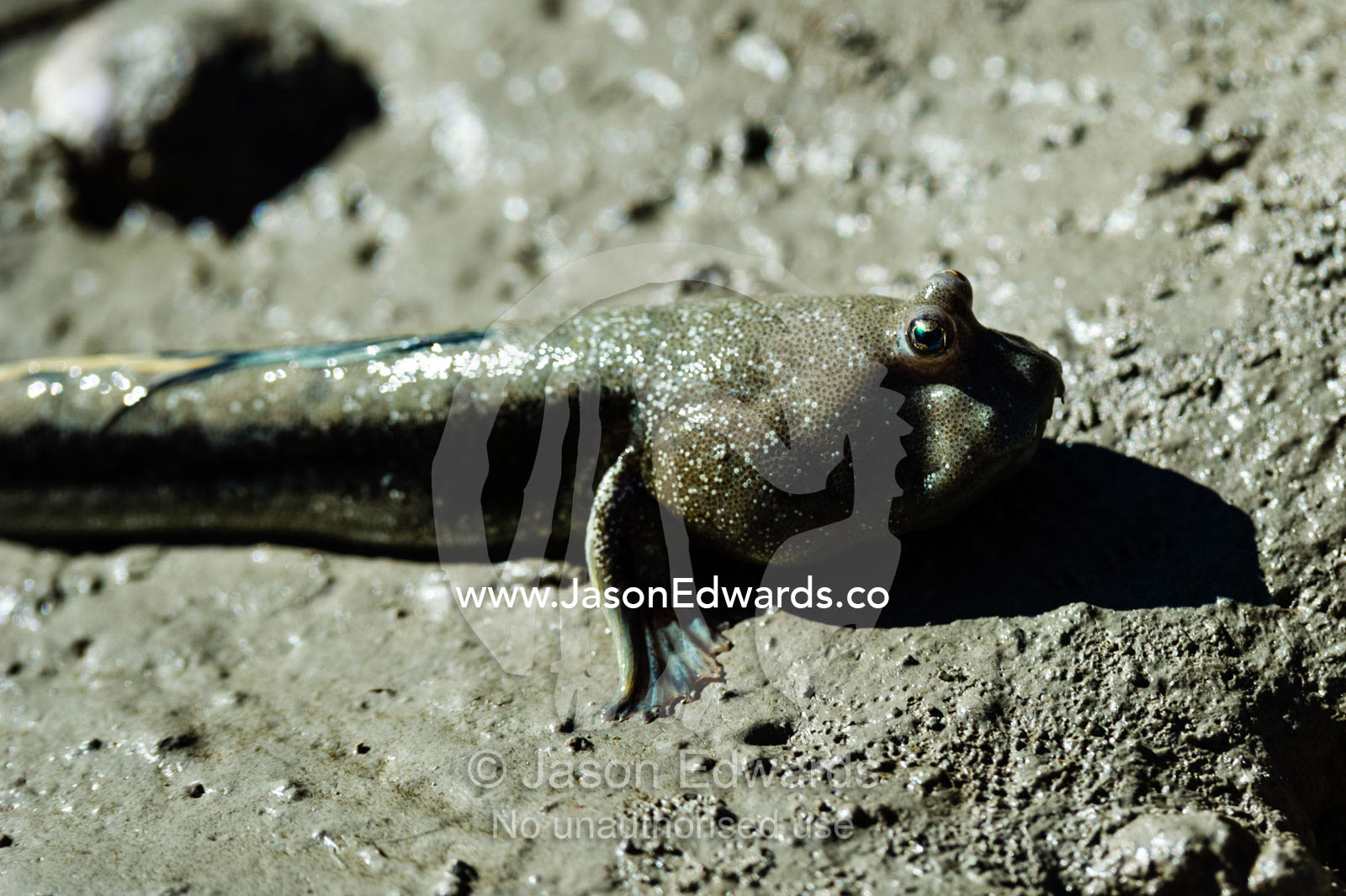 A Bluespotted Mudskipper on a mangrove mud flat at low tide. Porosus Creek, Hunter River, Kimberley Coast, Western Australia, Australia.