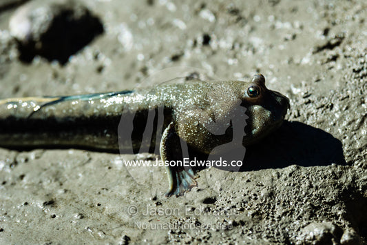 A Bluespotted Mudskipper on a mangrove mud flat at low tide. Porosus Creek, Hunter River, Kimberley Coast, Western Australia, Australia.