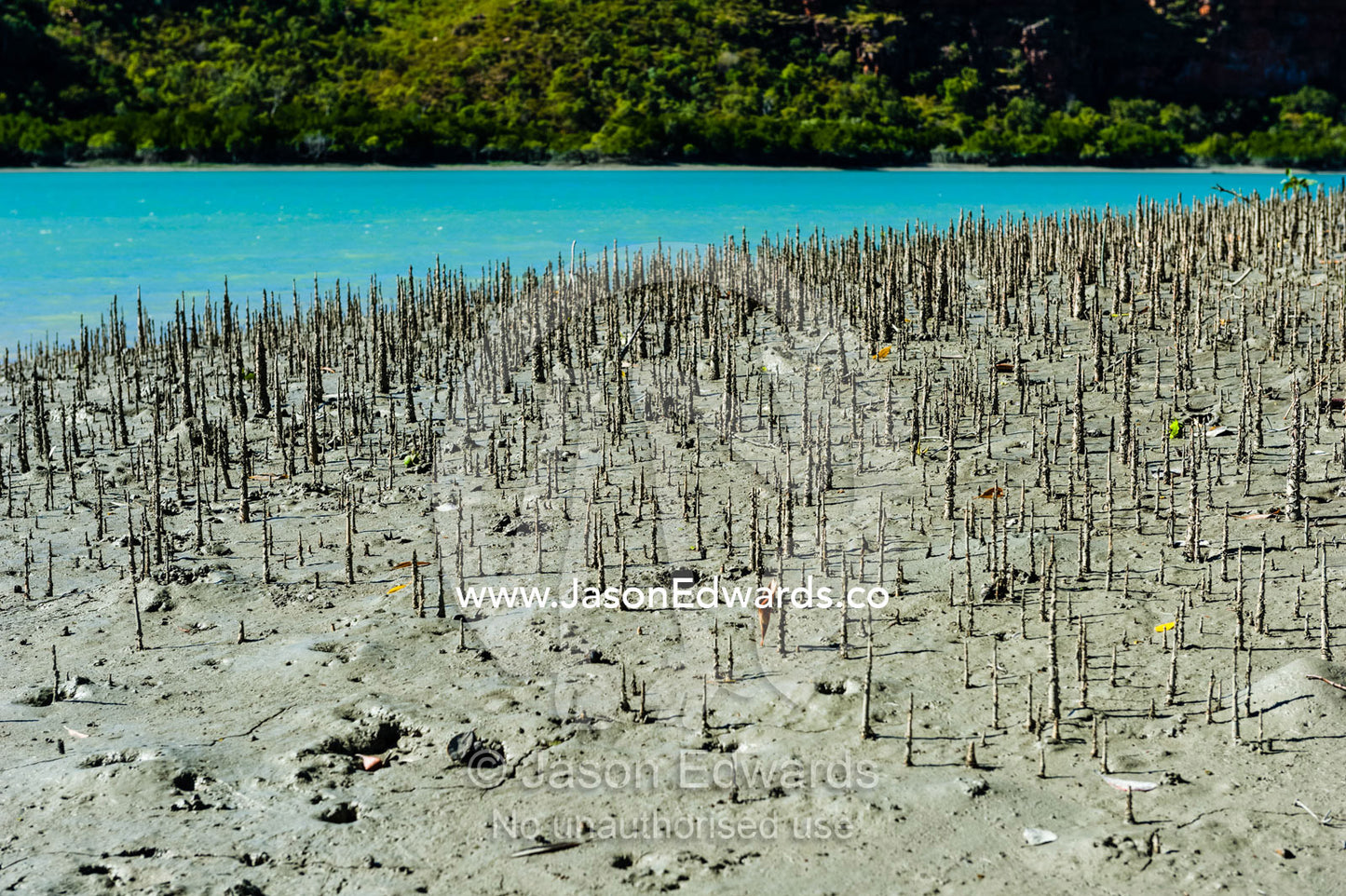 Pneumatophores are the aerial root systems that allow mangroves to get oxygen as the mud they live in is anaerobic. Porosus Creek, Hunter River, Kimberley Coast, Western Australia, Australia.