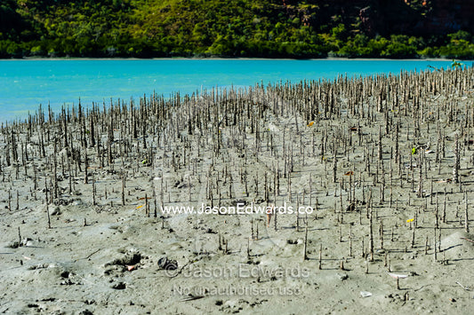 Pneumatophores are the aerial root systems that allow mangroves to get oxygen as the mud they live in is anaerobic. Porosus Creek, Hunter River, Kimberley Coast, Western Australia, Australia.