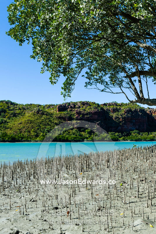 Pneumatophores are the aerial root systems that allow mangroves to get oxygen as the mud they live in is anaerobic. Porosus Creek, Hunter River, Kimberley Coast, Western Australia, Australia.