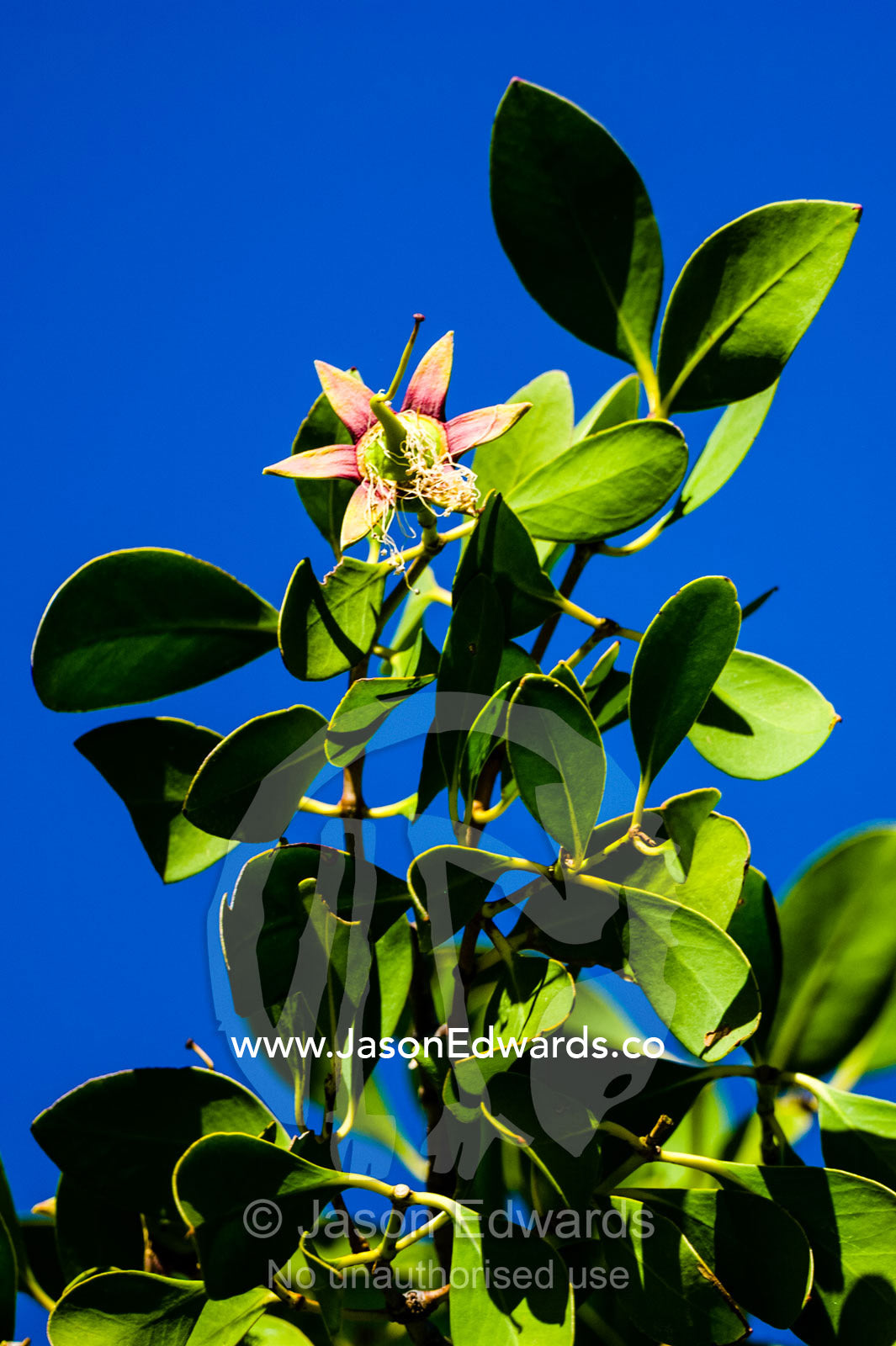 The flowering blossom of an Apple Mangrove. Porosus Creek, Hunter River, Kimberley Coast, Western Australia, Australia.