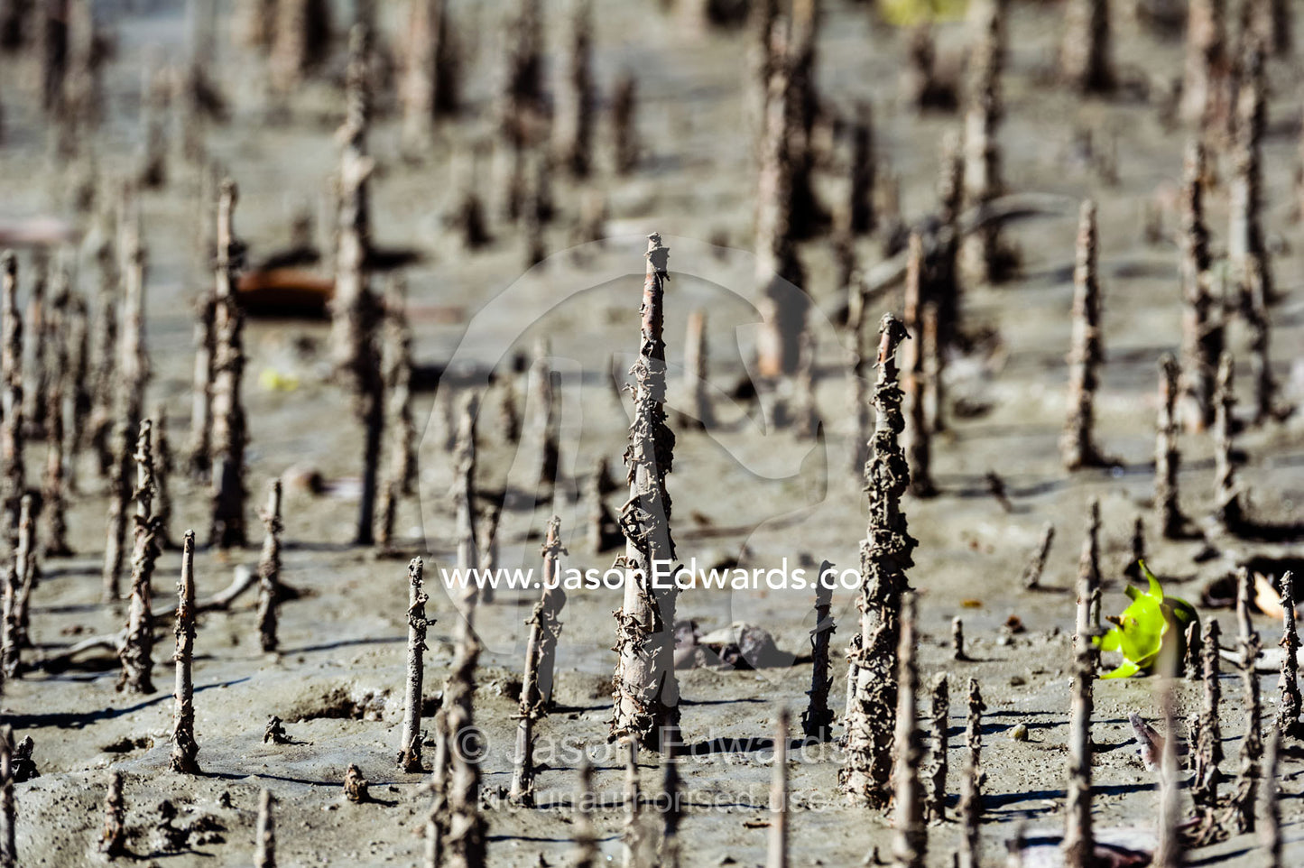 Pneumatophores are the aerial root systems that allow mangroves to get oxygen as the mud they live in is anaerobic. Porosus Creek, Hunter River, Kimberley Coast, Western Australia, Australia.