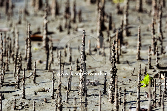 Pneumatophores are the aerial root systems that allow mangroves to get oxygen as the mud they live in is anaerobic. Porosus Creek, Hunter River, Kimberley Coast, Western Australia, Australia.