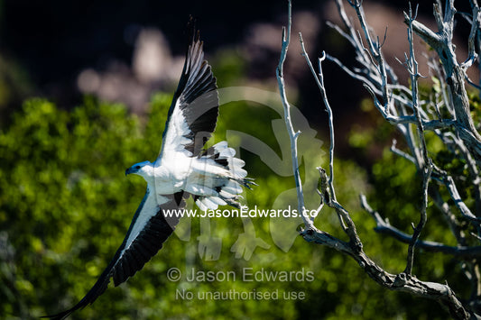 A White-bellied Sea Eagle uses powerful wings to take flight from a tree. Porosus Creek, Hunter River, Kimberley Coast, Western Australia, Australia.
