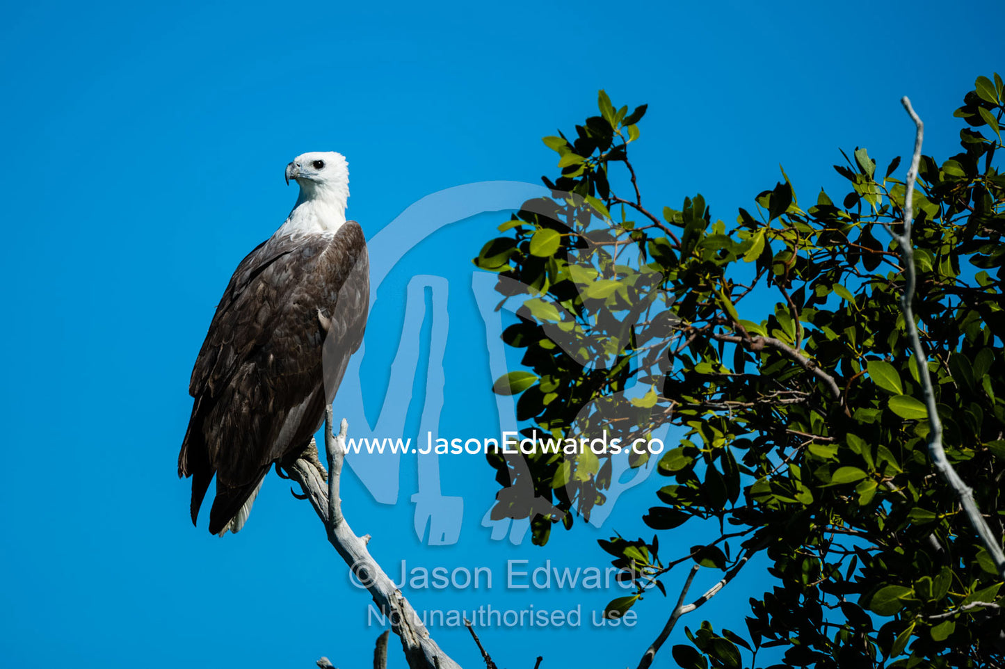 A White-bellied Sea Eagle roosting in a mangrove forest. Porosus Creek, Hunter River, Kimberley Coast, Western Australia, Australia.