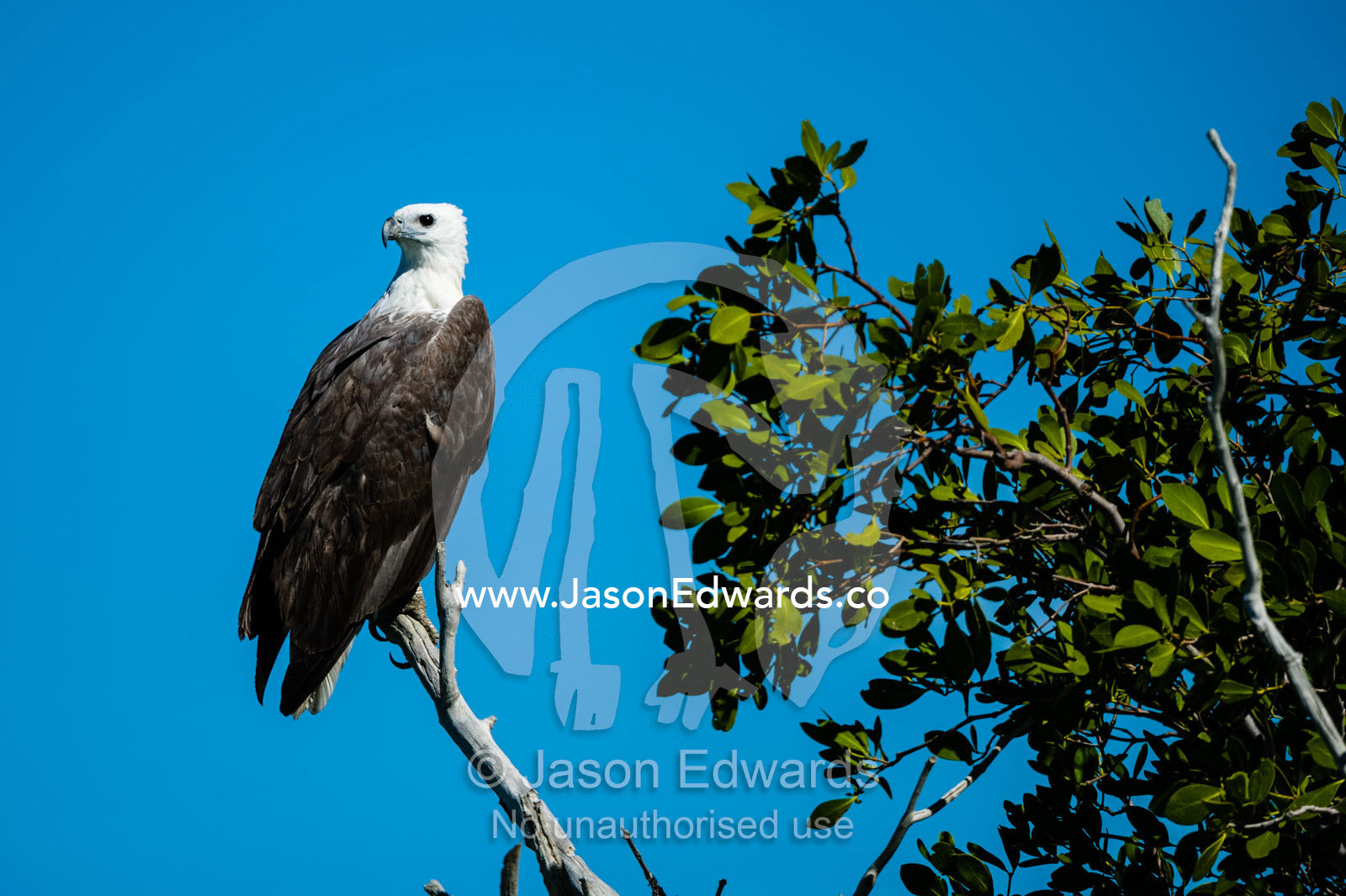 A White-bellied Sea Eagle roosting in a mangrove forest. Porosus Creek, Hunter River, Kimberley Coast, Western Australia, Australia.
