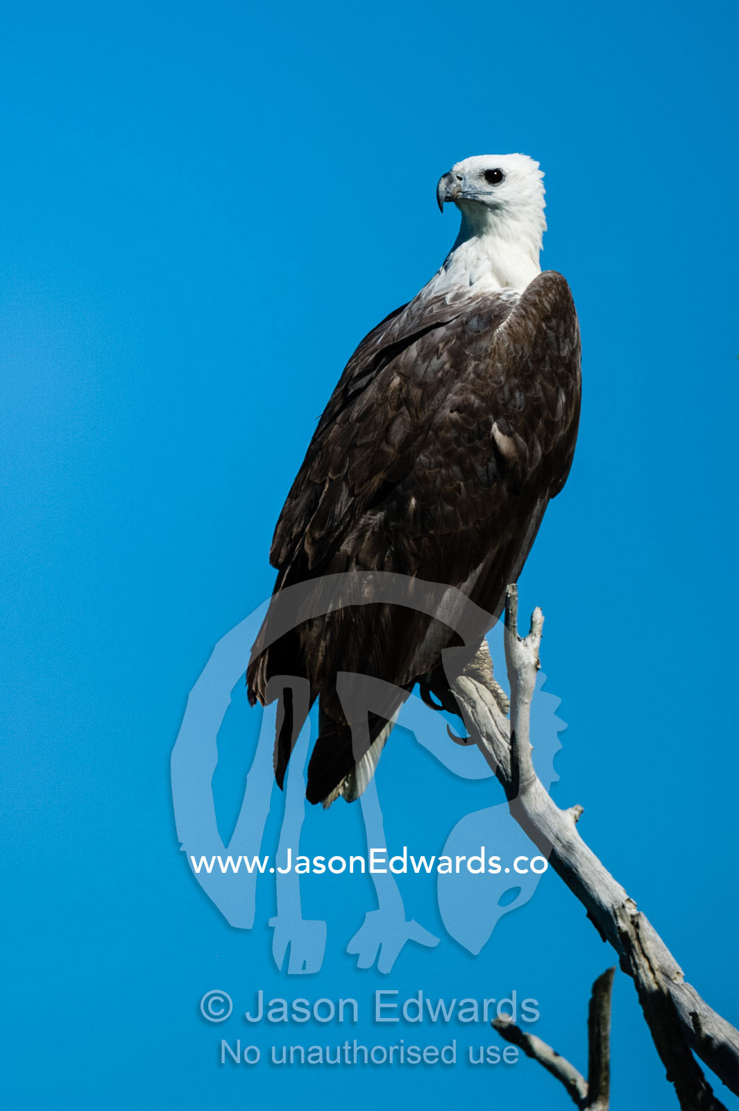 A White-bellied Sea Eagle roosting in a mangrove forest. Porosus Creek, Hunter River, Kimberley Coast, Western Australia, Australia.
