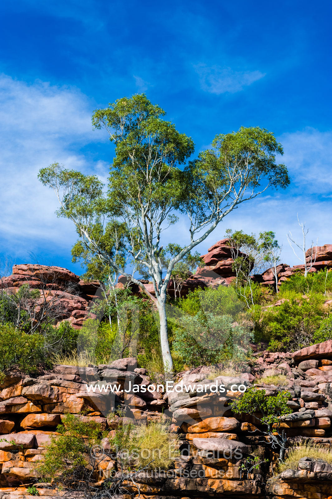 A desert adapted Snappy Gum growing from a crack in a sandstone cliff. Prince Frederick Harbour, Kimberley Coast, Western Australia, Australia.