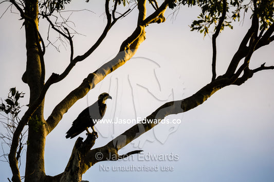 The silhouette of an Eastern Osprey roosting in a tree at sunset. Prince Frederick Harbour, Kimberley Coast, Western Australia, Australia.