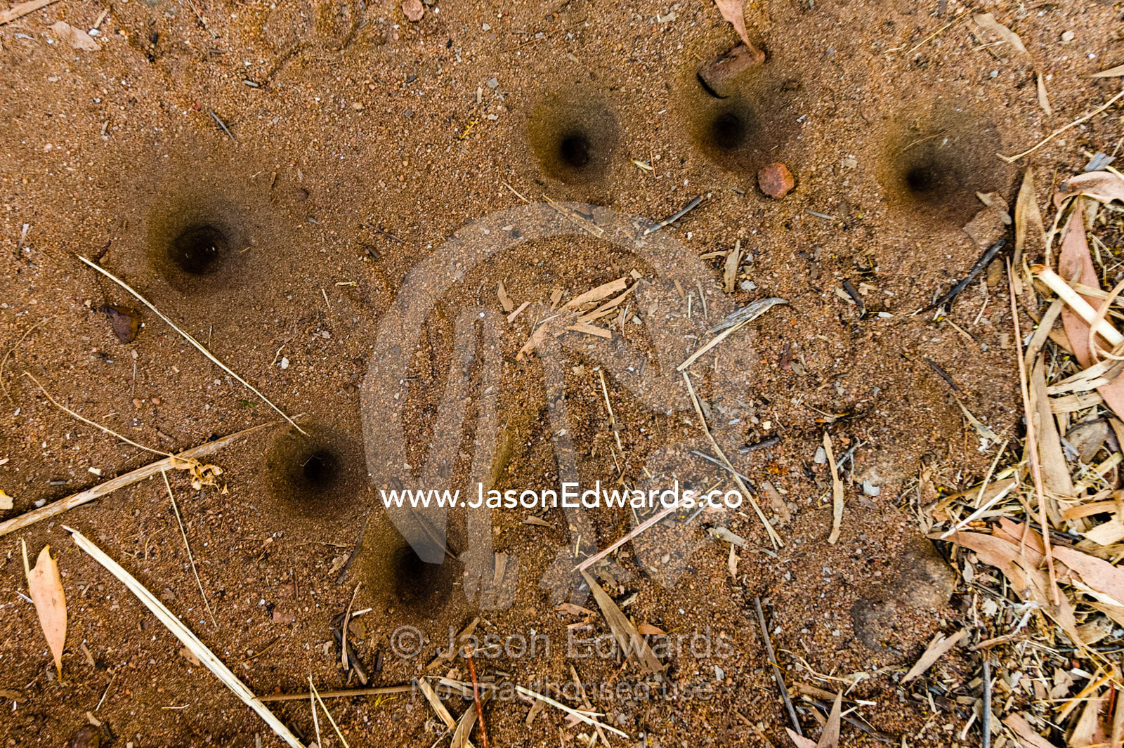 An Ant Lion larvae traps in the sand. Jar Island, Vansittart Bay, Kimberley Coast, Western Australia, Australia.