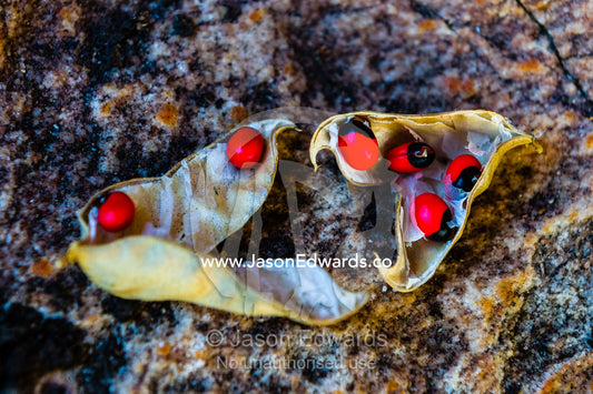 Poisonous seeds of the Crab's eye used as beads. Jar Island, Vansittart Bay, Kimberley Coast, Western Australia, Australia.