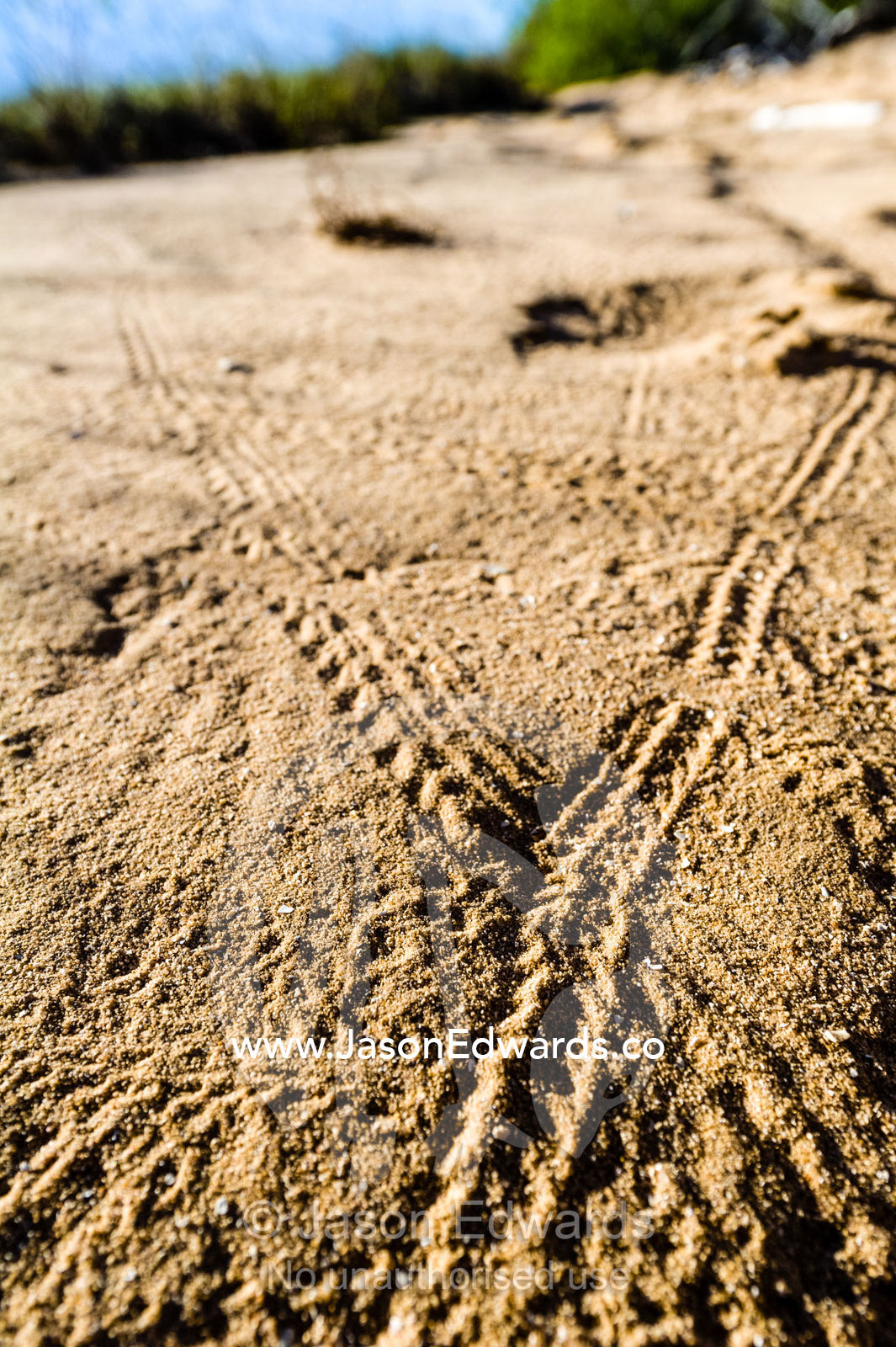 A highway crossroad of insect tracks on a coastal sand dune. Jar Island, Vansittart Bay, Kimberley Coast, Western Australia, Australia.