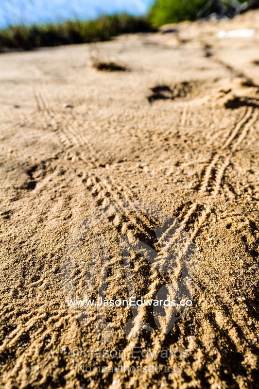 A highway crossroad of insect tracks on a coastal sand dune. Jar Island, Vansittart Bay, Kimberley Coast, Western Australia, Australia.