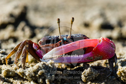 The bright pink claw of a male Fiddler Crab used for defense on a tidal flat. Jar Island, Vansittart Bay, Kimberley Coast, Western Australia, Australia.
