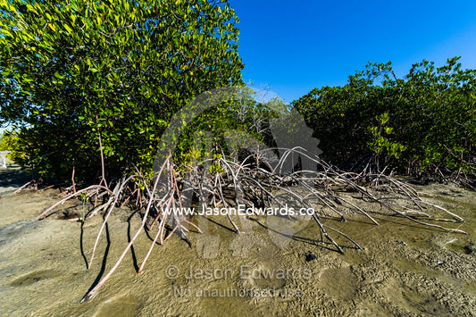 The aerial roots of mangrove trees in the mud of a tidal marsh exposed at low tide. Jar Island, Vansittart Bay, Kimberley Coast, Western Australia, Australia.