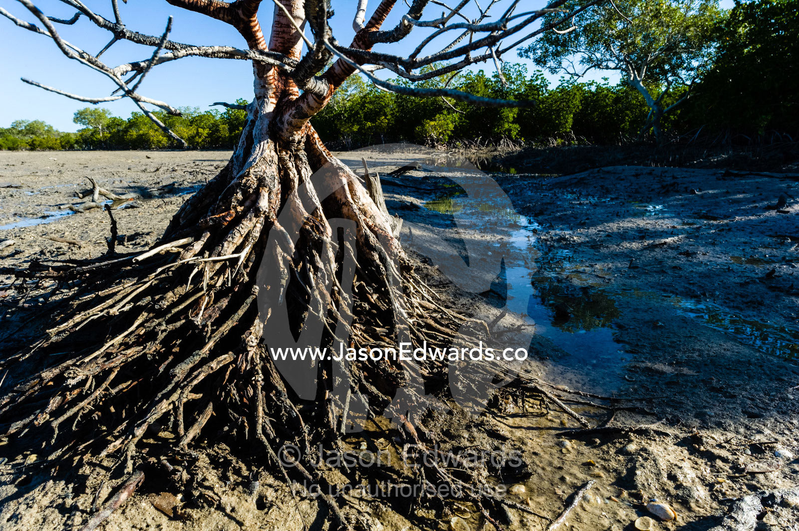 The aerial roots of mangrove trees in the mud of a tidal marsh exposed at low tide. Jar Island, Vansittart Bay, Kimberley Coast, Western Australia, Australia.