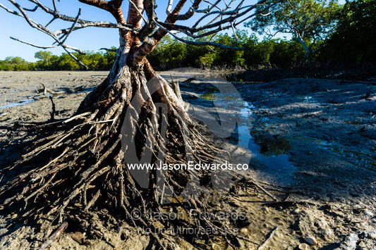 The aerial roots of mangrove trees in the mud of a tidal marsh exposed at low tide. Jar Island, Vansittart Bay, Kimberley Coast, Western Australia, Australia.