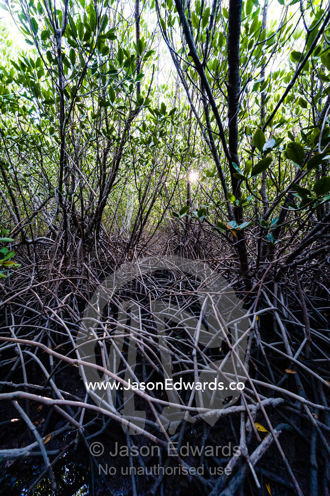 The aerial roots of Red Mangrove trees in the mud of a tidal marsh exposed at low tide. Jar Island, Vansittart Bay, Kimberley Coast, Western Australia, Australia.