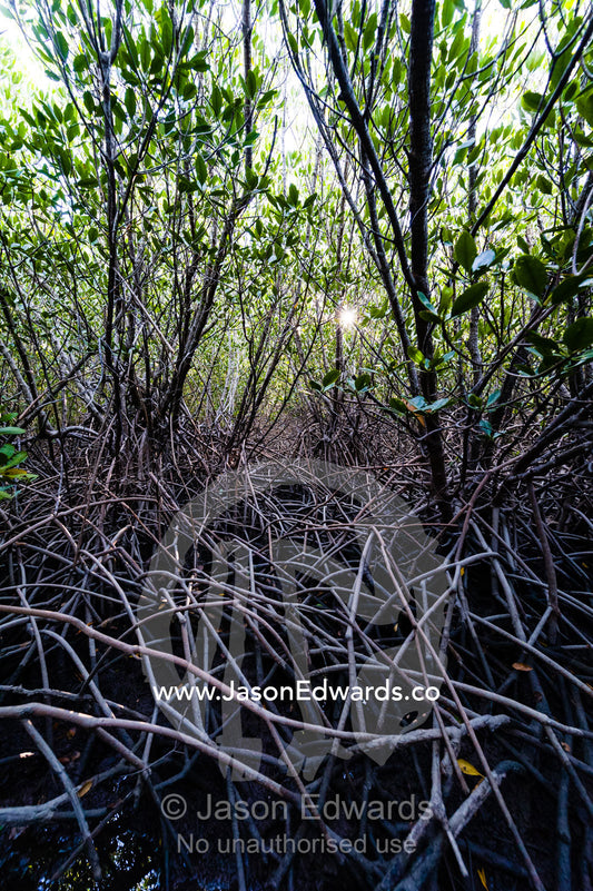 The aerial roots of Red Mangrove trees in the mud of a tidal marsh exposed at low tide. Jar Island, Vansittart Bay, Kimberley Coast, Western Australia, Australia.