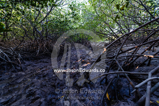 The aerial roots of Red Mangrove trees in the mud of a tidal marsh exposed at low tide in a Saltwater Crocodile lair. Jar Island, Vansittart Bay, Kimberley Coast, Western Australia, Australia.
