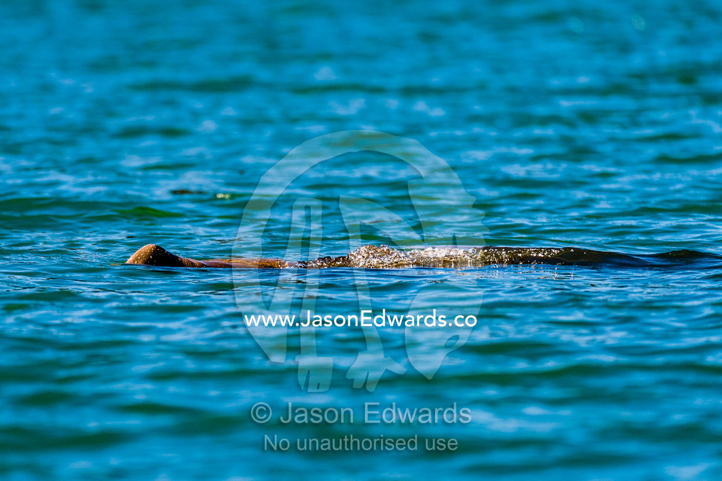 A timid Dugong surfaces to breathe on the King George River. King George River, King George Falls, Kimberley Coast, Western Australia, Australia.