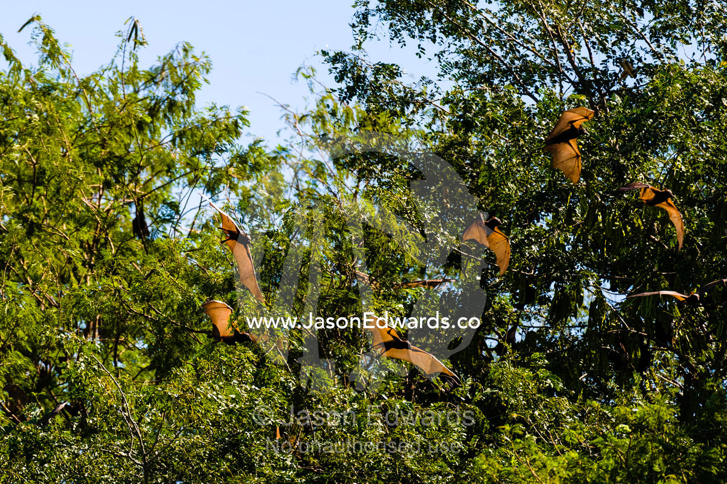 A colony of Little Red Flying Foxes roosting in a tree canopy next to the Ord River. Ord River Floodplain, Kimberley Coast, Western Australia, Australia.