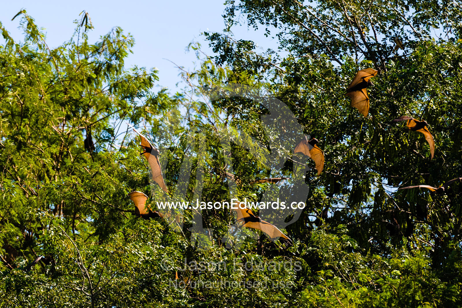 A colony of Little Red Flying Foxes roosting in a tree canopy next to the Ord River. Ord River Floodplain, Kimberley Coast, Western Australia, Australia.