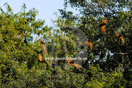 A colony of Little Red Flying Foxes roosting in a tree canopy next to the Ord River. Ord River Floodplain, Kimberley Coast, Western Australia, Australia.