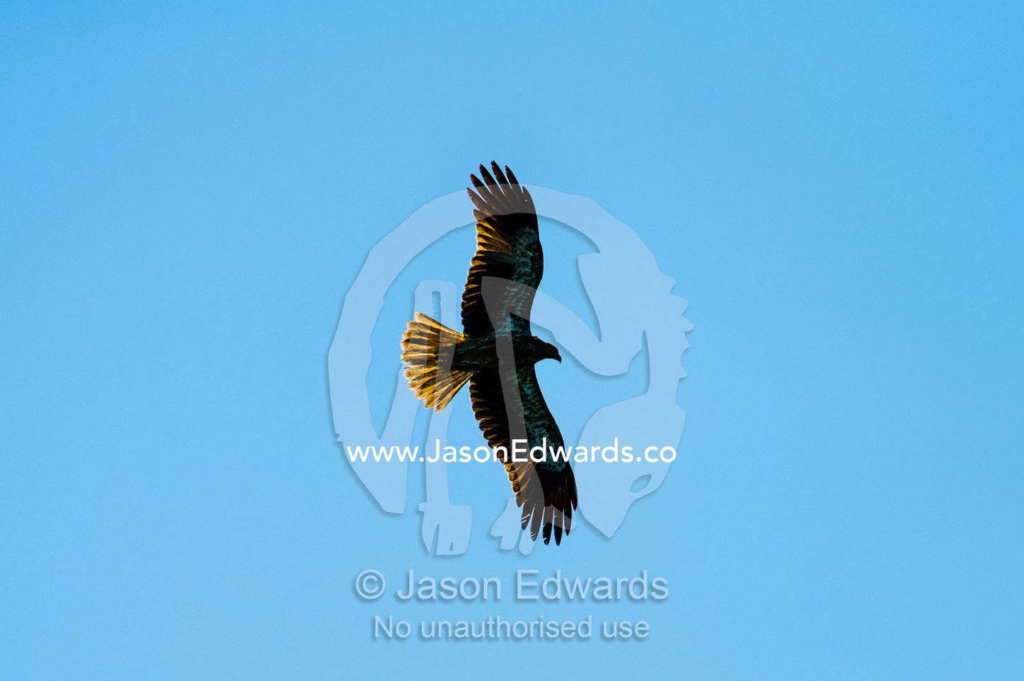 A Whistling Kite in flight against a blue sky hunting Little Red Flying Foxes. Ord River Floodplain, Kimberley Coast, Western Australia, Australia.